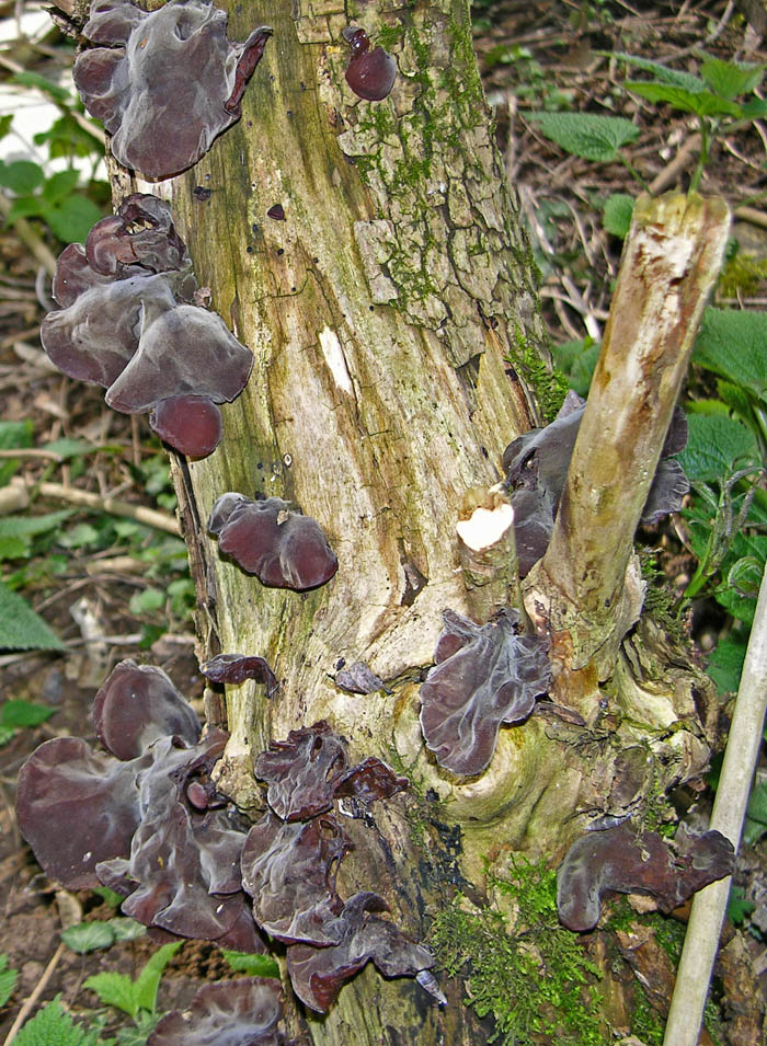 Ritrovamenti domenica 01 aprile.